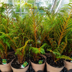 Stromová papraď  (Cyathea cooperi) ´HIGHLAND LACE´ - výška 60-80 cm, kont.C6L